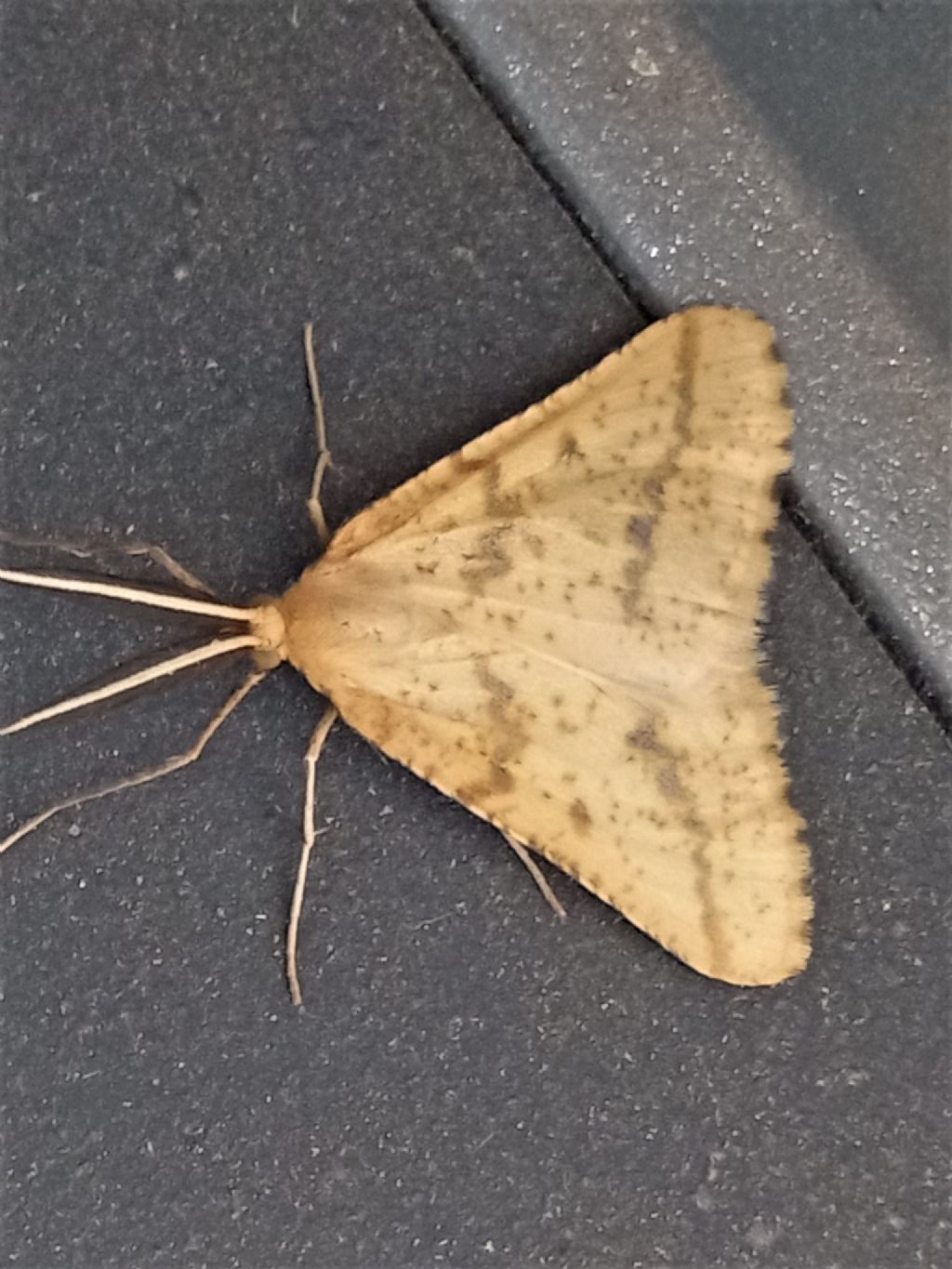 Aspitates ochrearia - Geometridae