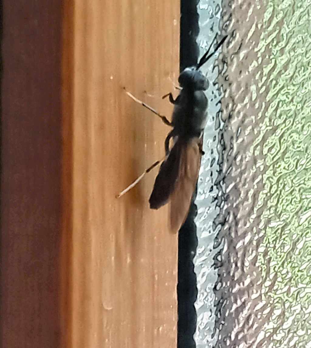 Diptera Stratiomyidae: Hermetia illucens
