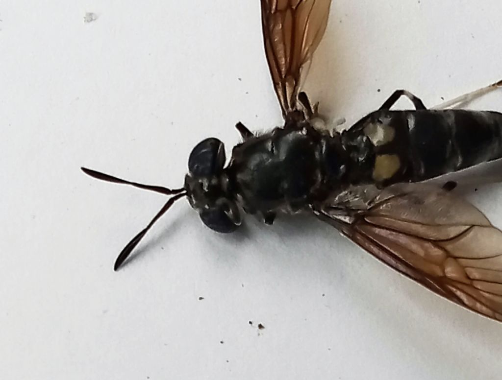 da identificare: Hermetia illucens (Diptera Stratiomyidae)