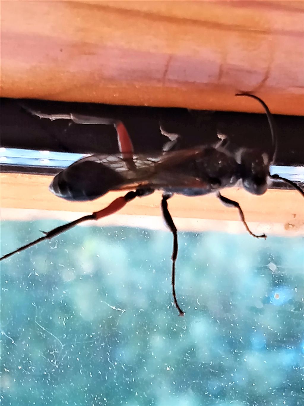 Aridelus rufotestaceus? No, Sphecidae: Chalybion (Hemichalybion) femoratum