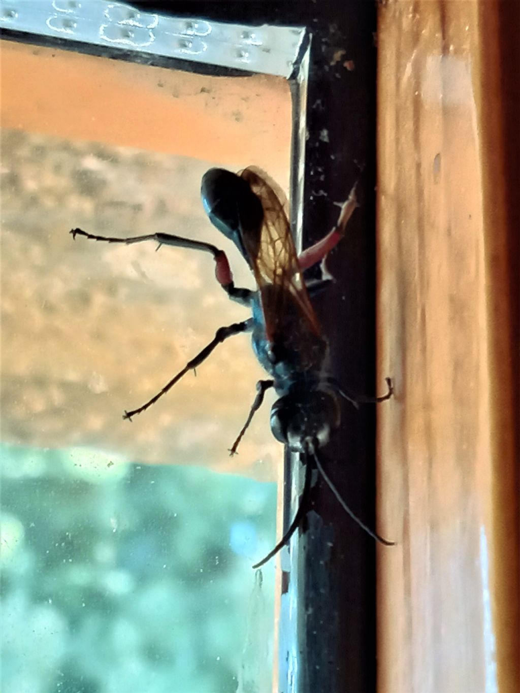 Aridelus rufotestaceus? No, Sphecidae: Chalybion (Hemichalybion) femoratum