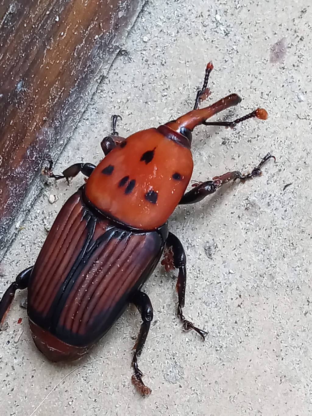 Dryophthoridae: Rhynchophorus ferrugineus