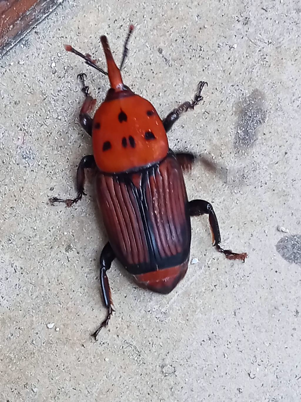 Dryophthoridae: Rhynchophorus ferrugineus