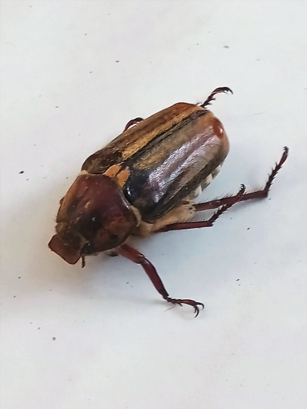 Melolonthidae: Anoxia villosa