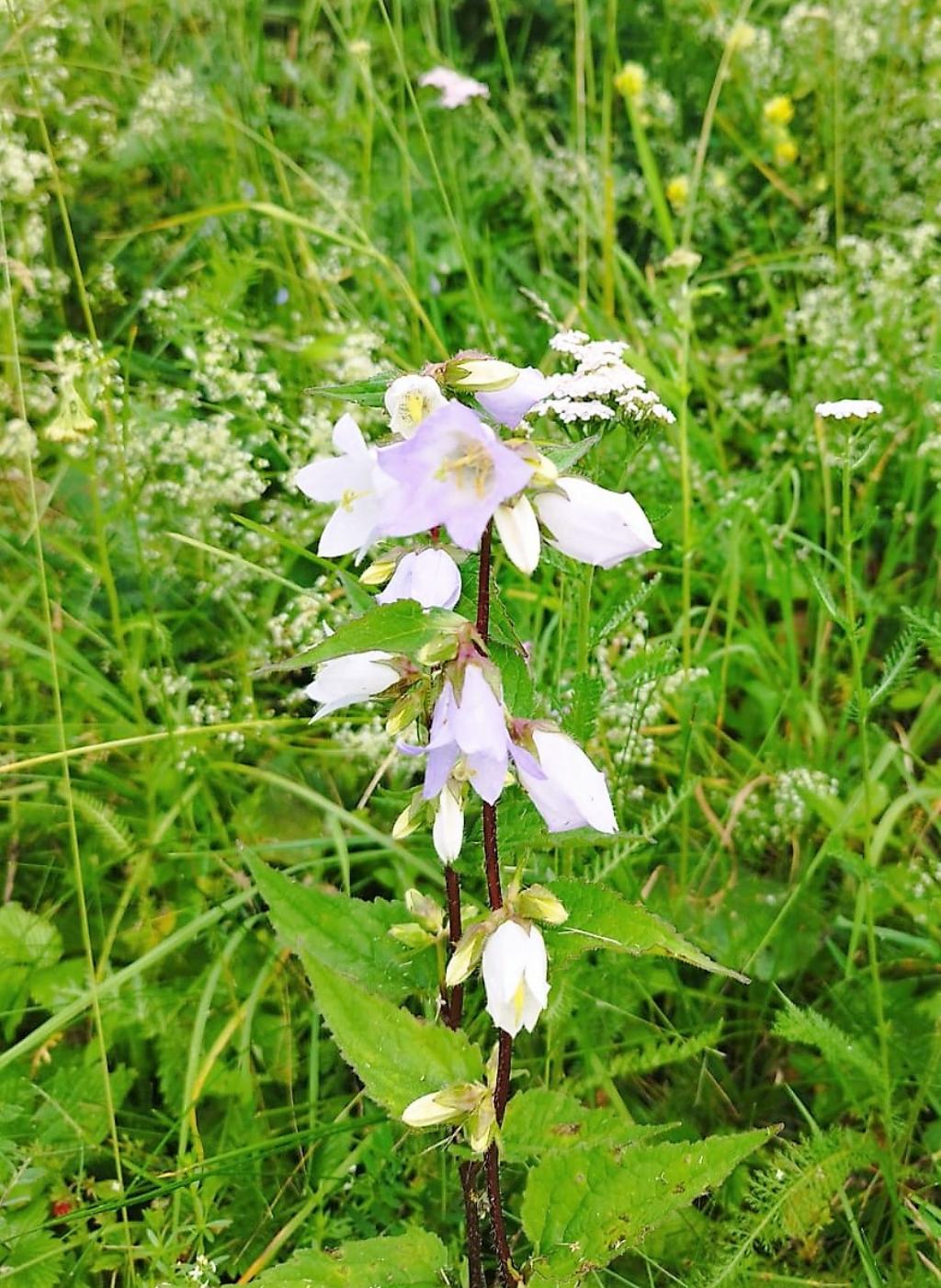 altra campanula
