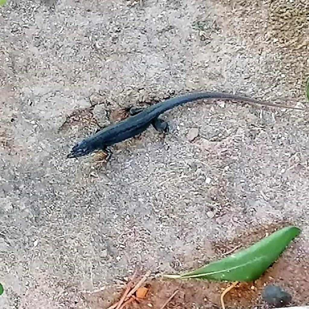 lucertola nera