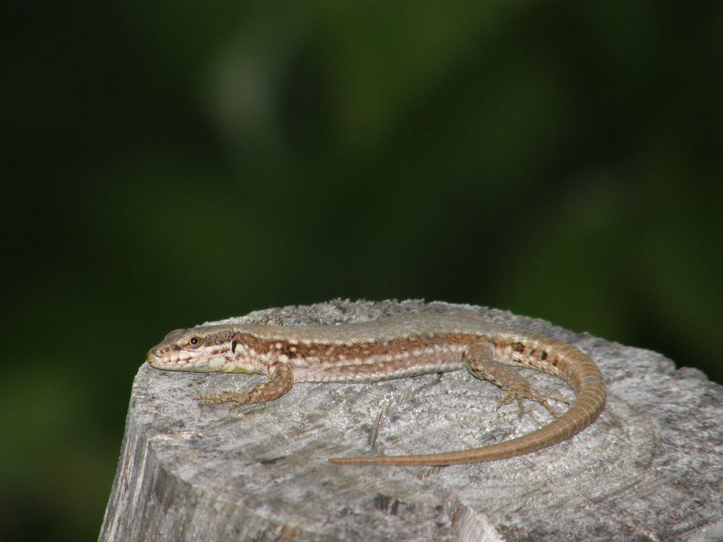 Identificazione Lucertola