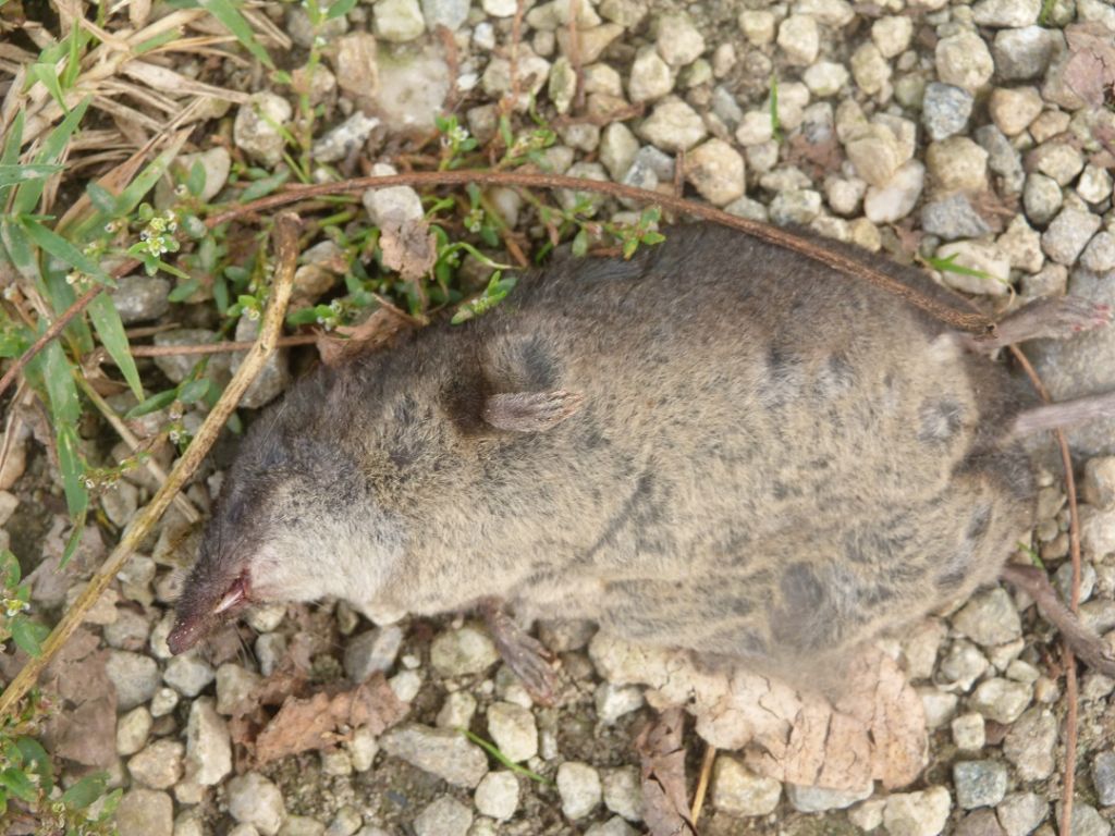 Sorex antinorii, femmina