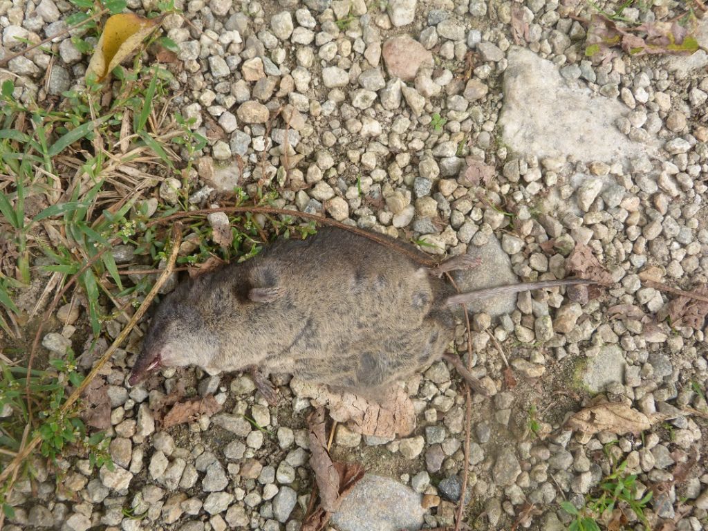 Sorex antinorii, femmina