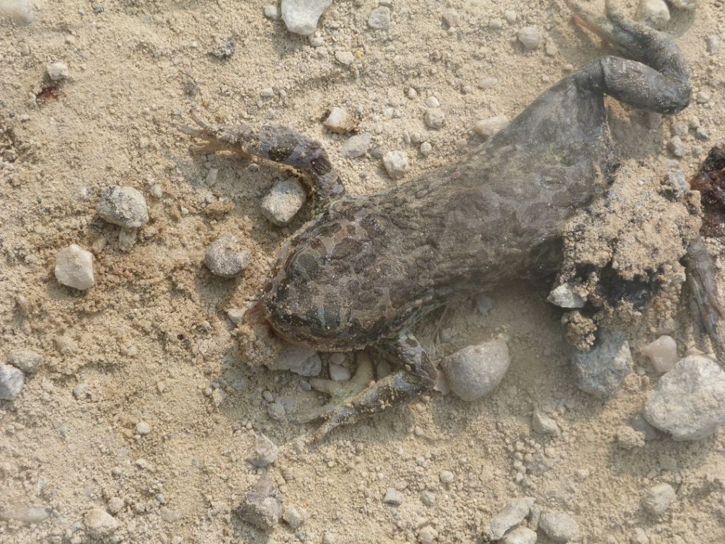 Identificazione rospo? Bufotes balearicus