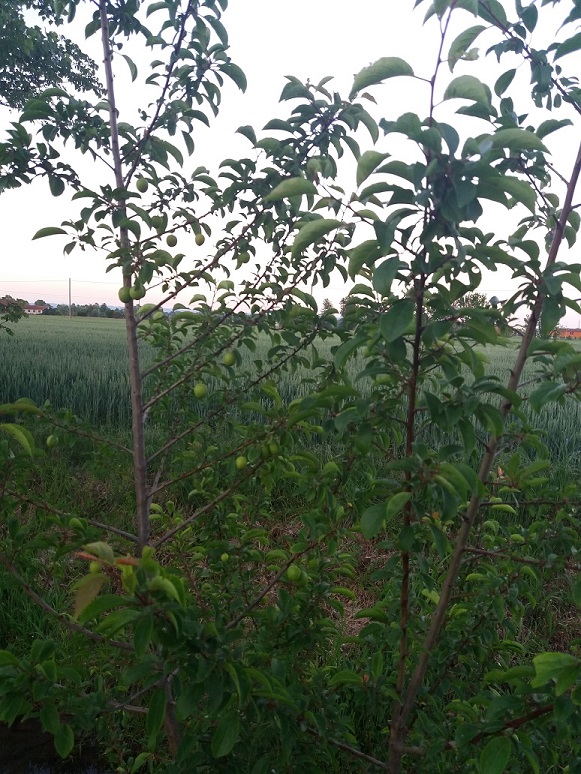 Pianta con frutti - Prunus cerasifera