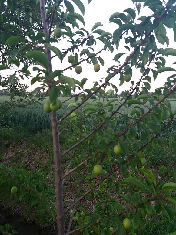 Pianta con frutti - Prunus cerasifera