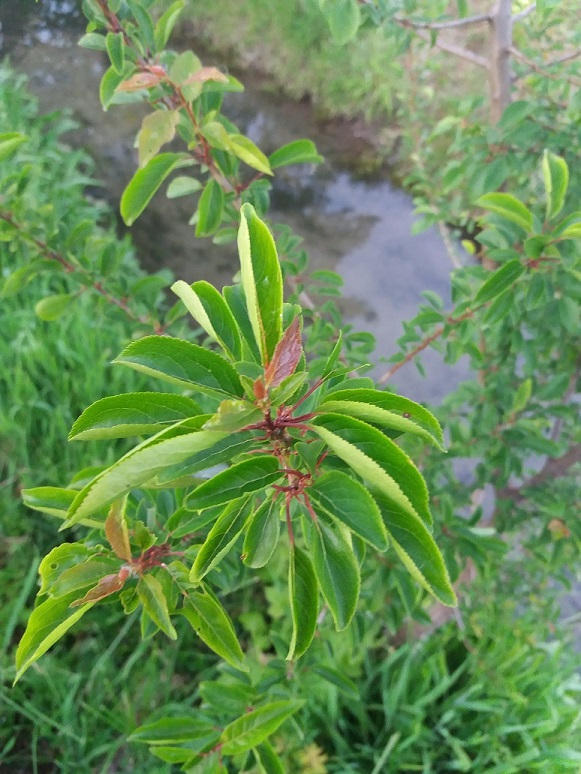 Pianta con frutti - Prunus cerasifera