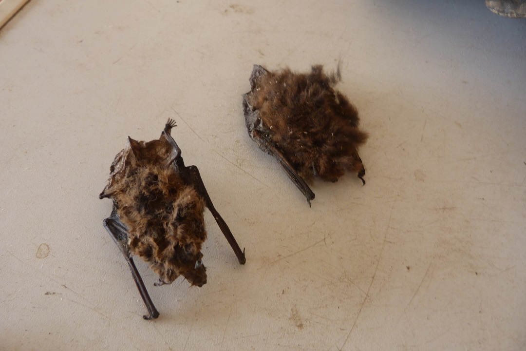 Identificazione pipistrelli