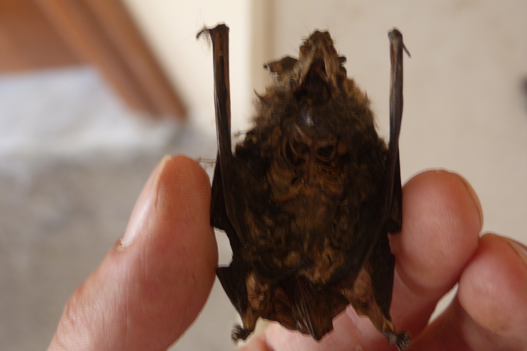 Identificazione pipistrelli