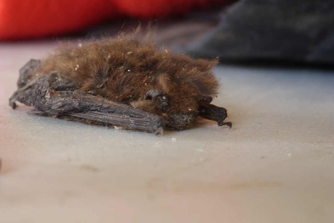 Identificazione pipistrelli