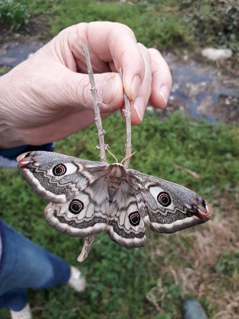 Saturnia pyri?  No, Saturnia pavoniella, femmina