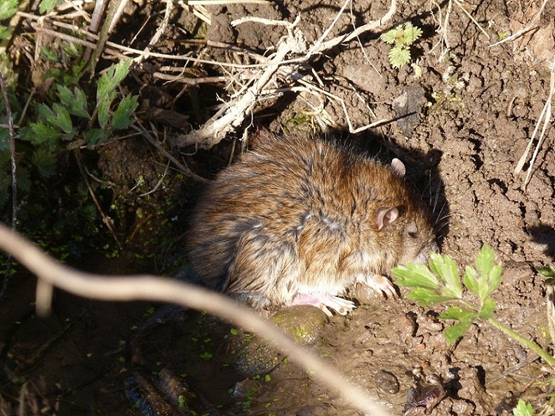 Iin provincia di Cuneo: Arvicola d''acqua ?  No, Rattus norvegicus