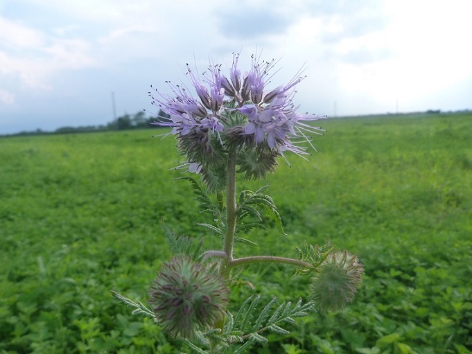 Phacelia tanacetifolia / Facelia con foglie di tanaceto