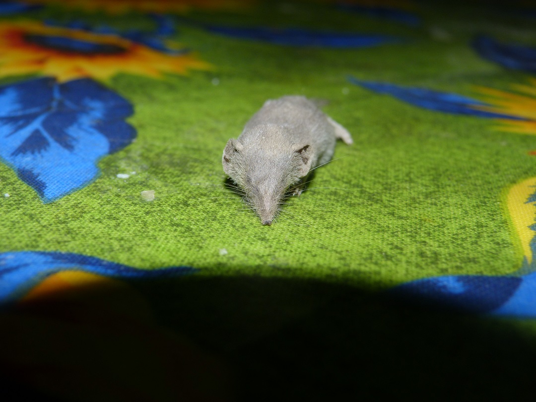 Soricidae Crocidurinae (Crocidura sp. o Suncus sp.)