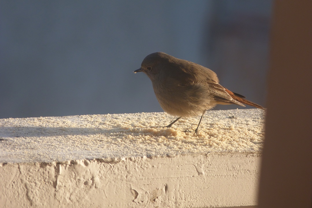 Codirosso spazzacamino (Phoenicurus ochruros), femmina