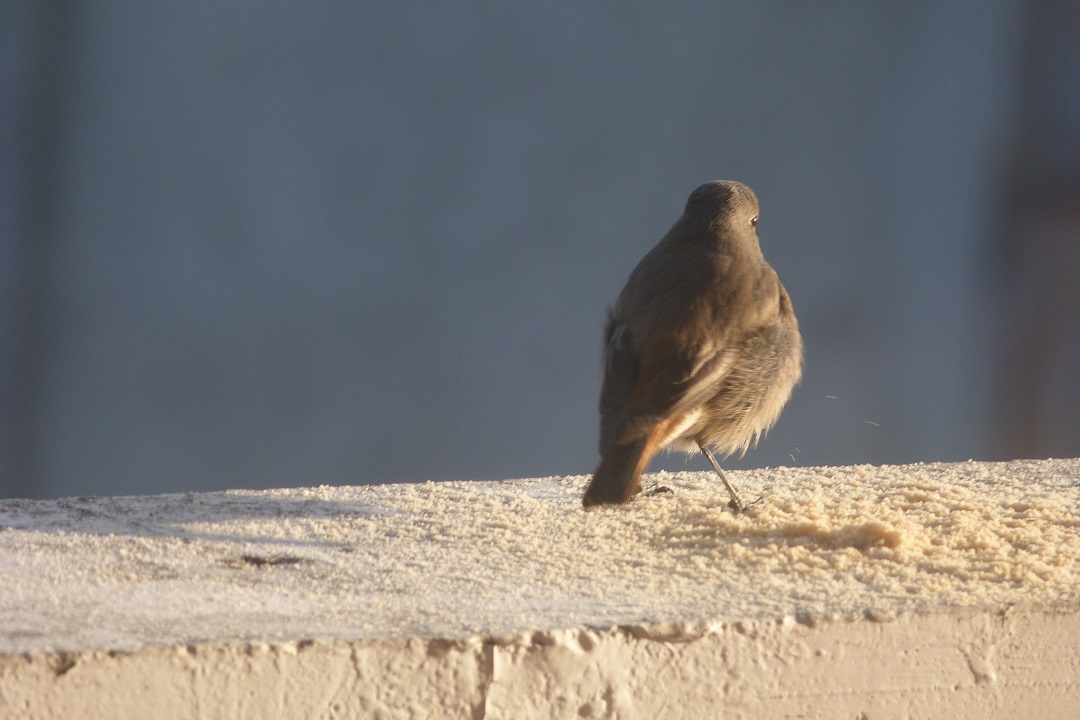 Codirosso spazzacamino (Phoenicurus ochruros), femmina