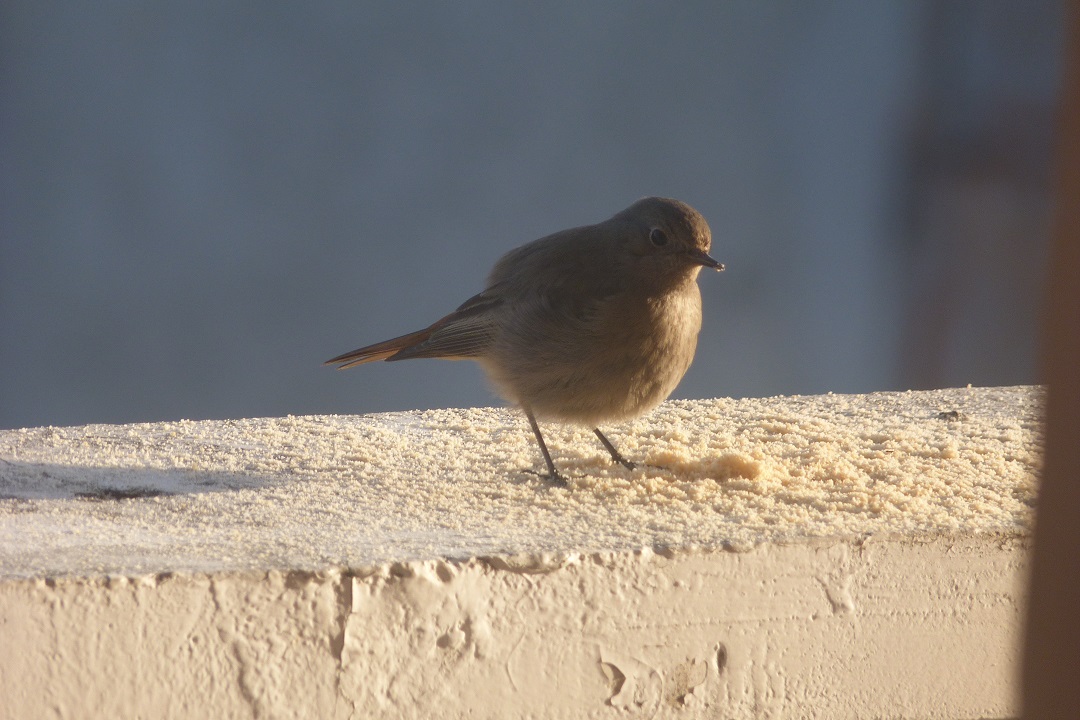 Codirosso spazzacamino (Phoenicurus ochruros), femmina