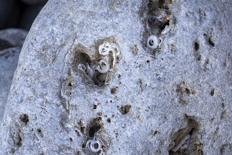 Strutture calcaree di spirobranchi?