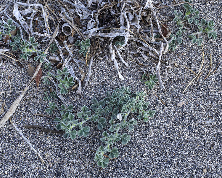 Su spiaggia a trifoglio carnoso:  Medicago marina (Fabaceae)