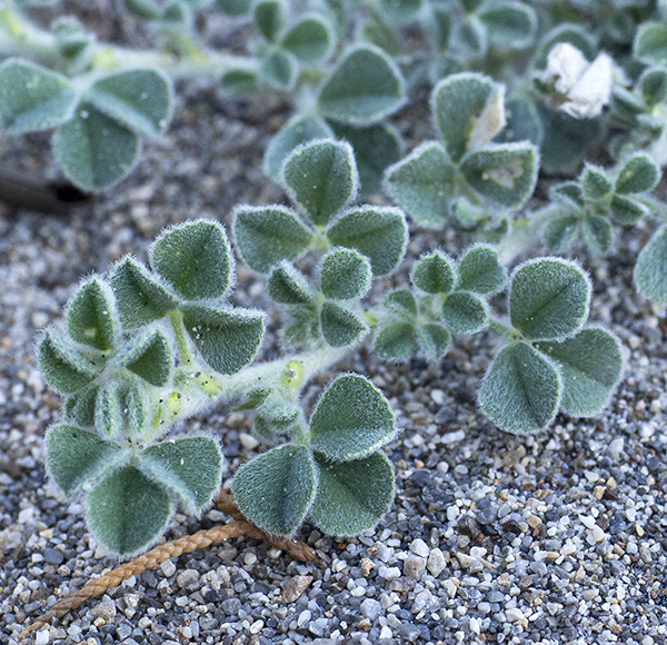 Su spiaggia a trifoglio carnoso:  Medicago marina (Fabaceae)