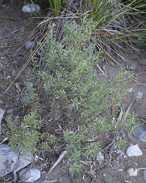 Thymelaea tartonraira (Thymelaeaceae)