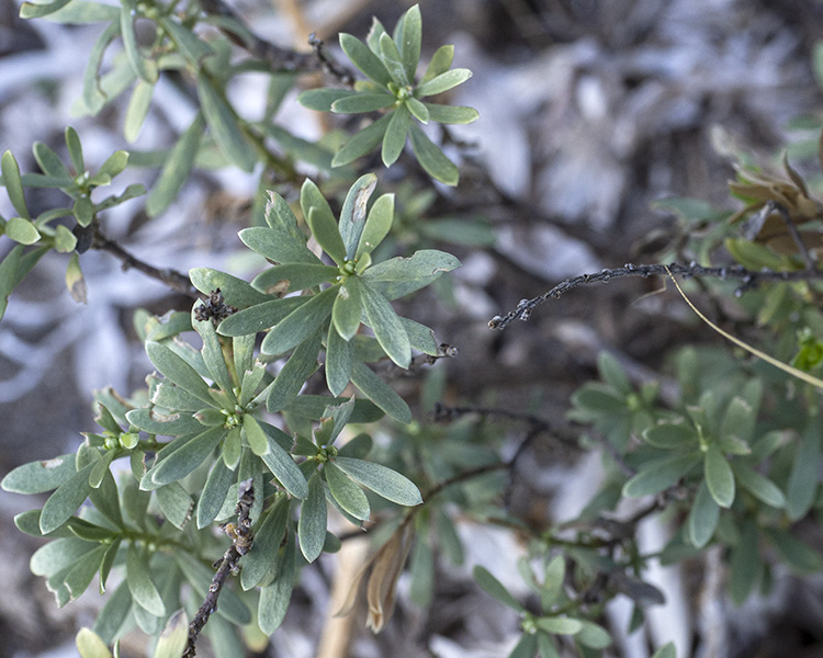 Thymelaea tartonraira (Thymelaeaceae)