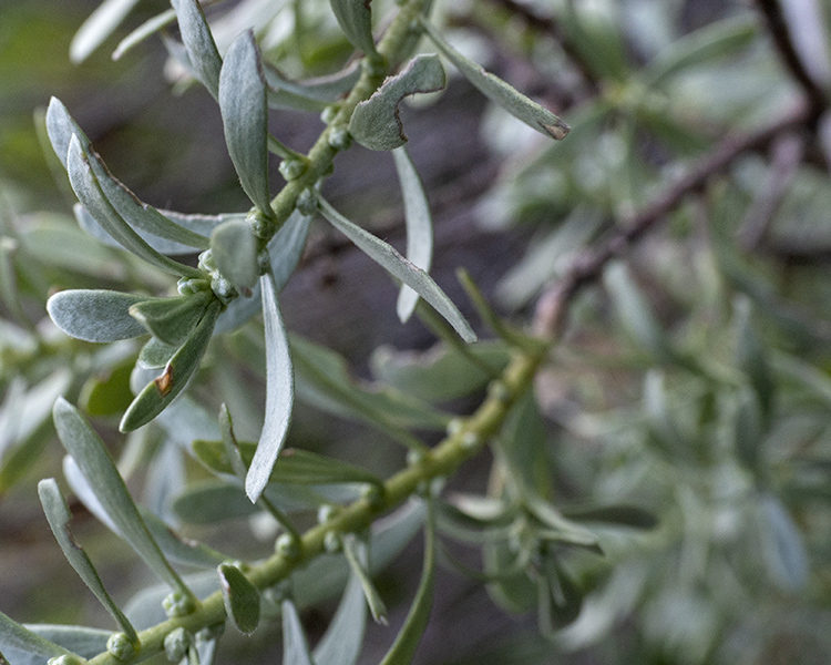 Thymelaea tartonraira (Thymelaeaceae)