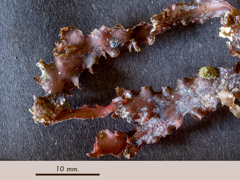 Phyllophora crispa - Mareggiata14Dic - S3