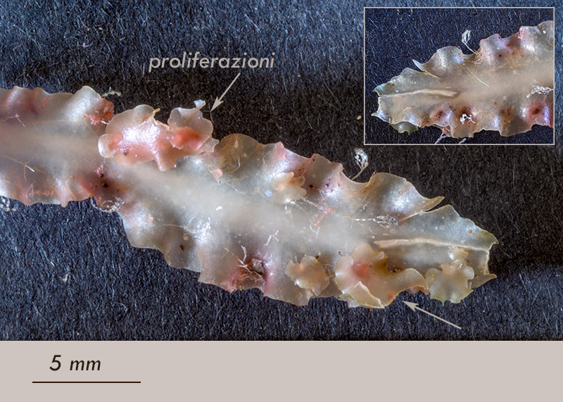 Phyllophora crispa - Mareggiata14Dic - S3
