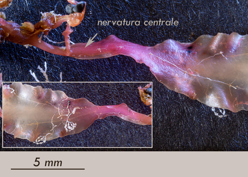 Phyllophora crispa - Mareggiata14Dic - S3