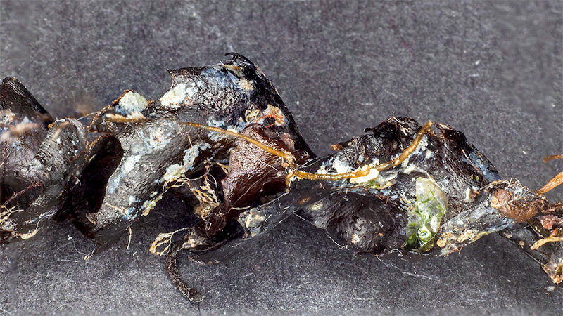 Osmundaria volubilis - Mareggiata 14Dic - S2