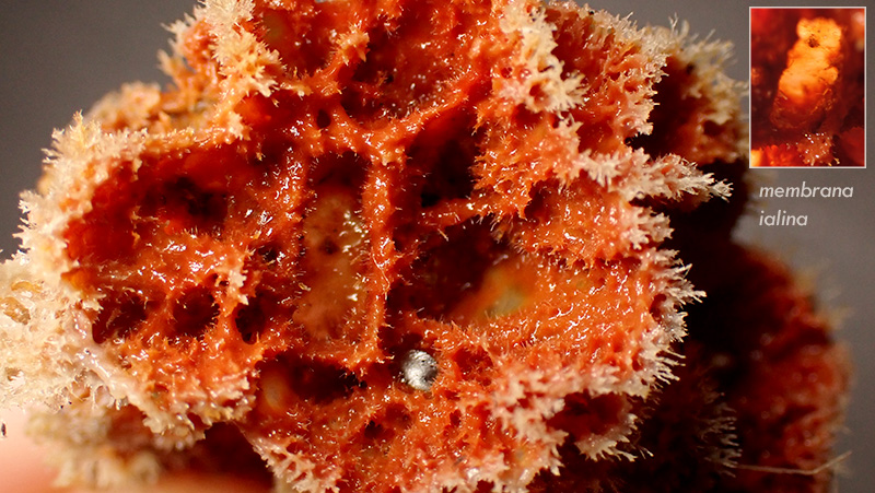 Epibionte Posidonia o. rosso - Mareggiata 14Dic - SA2