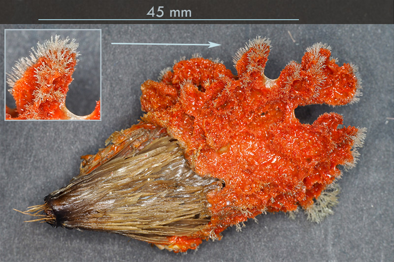 Epibionte Posidonia o. rosso - Mareggiata 14Dic - SA2