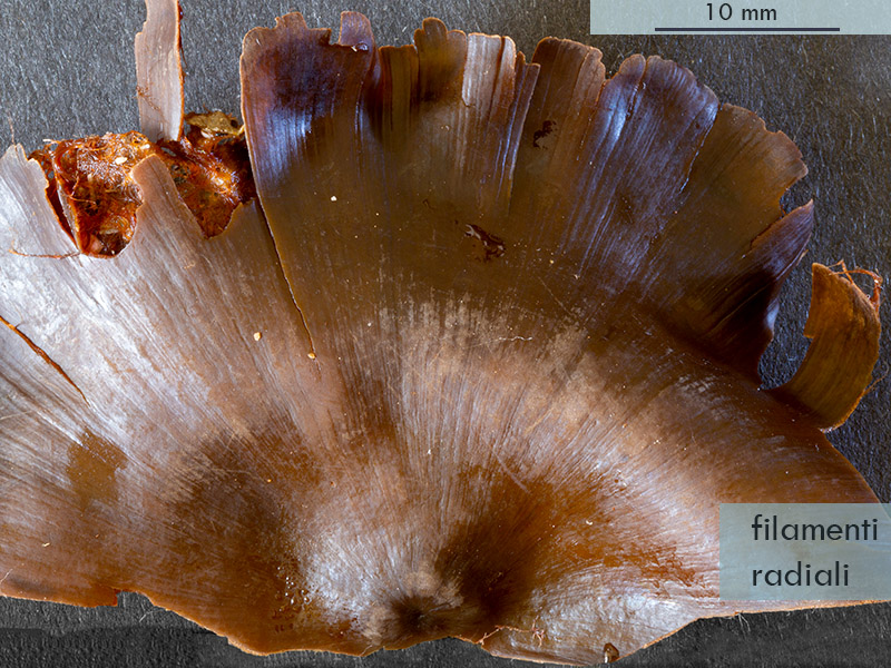 Peyssonneliaceae - Mareggiata14Dic - S6