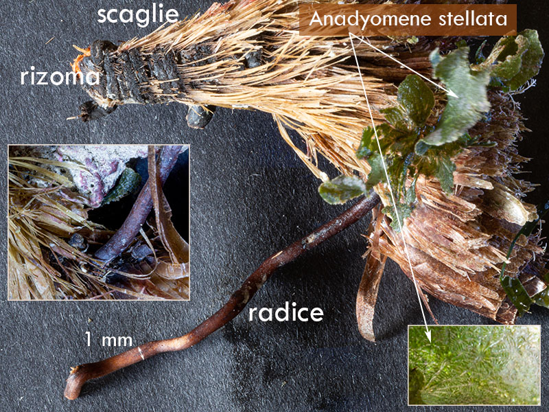Anadyomene stellata (epifita) - Mareggiata 14Dic - S7