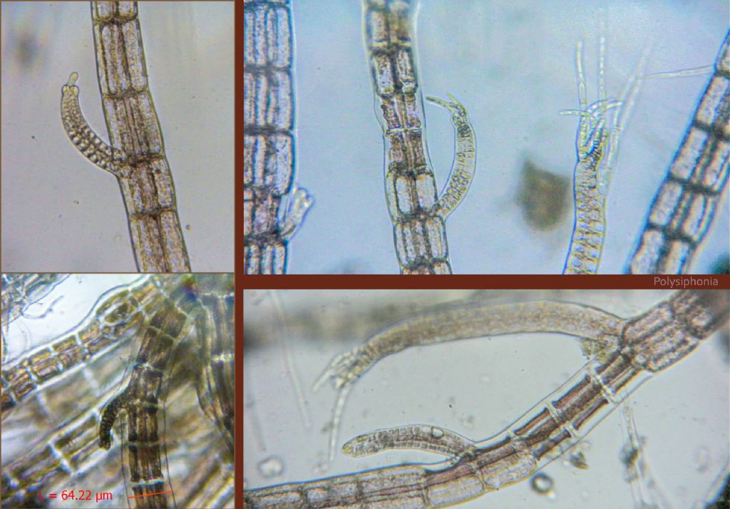 Polysiphonia: sertularioides?