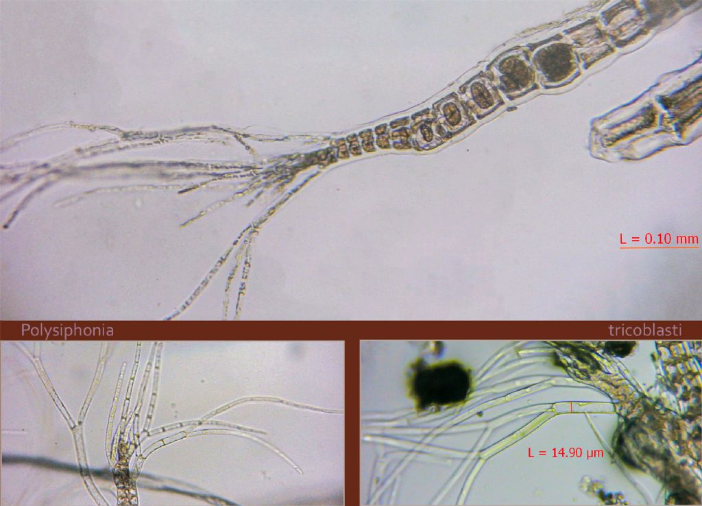 Polysiphonia: sertularioides?