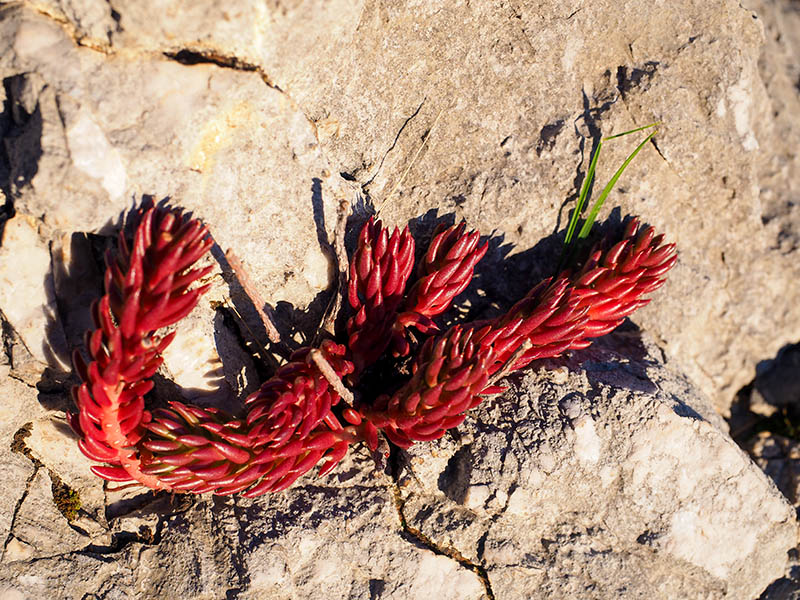 Petrosedum sp. (Crassulaceae)