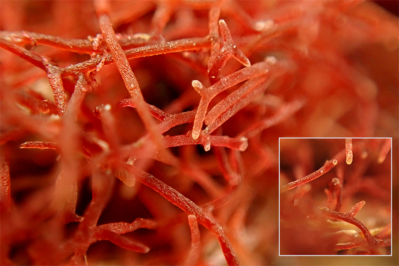 Epifita rizoma Posidonia o. - Mareggiata Dic2019 - S10