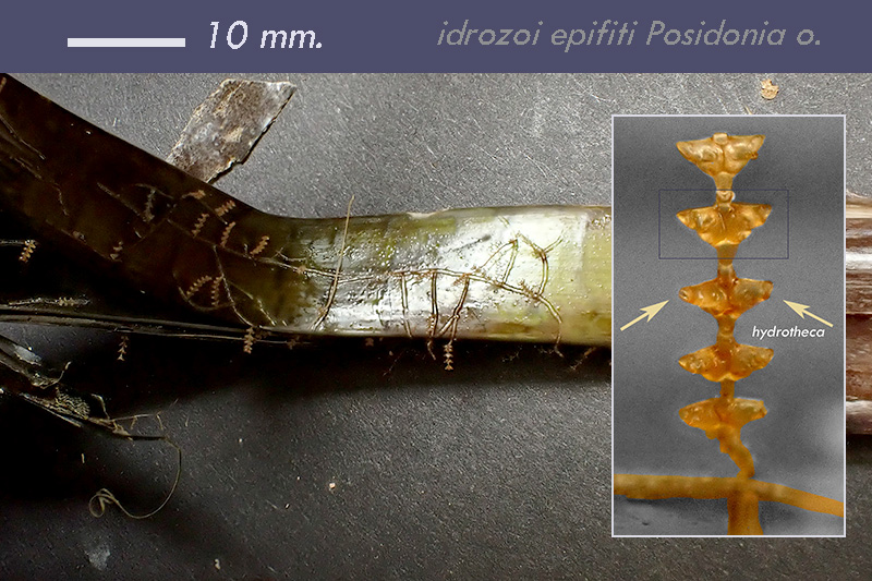 Sertularia perpusilla (?) - Mareggiata Dic.2019 - SA4