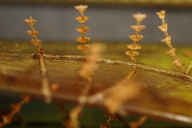 Sertularia perpusilla (?) - Mareggiata Dic.2019 - SA4