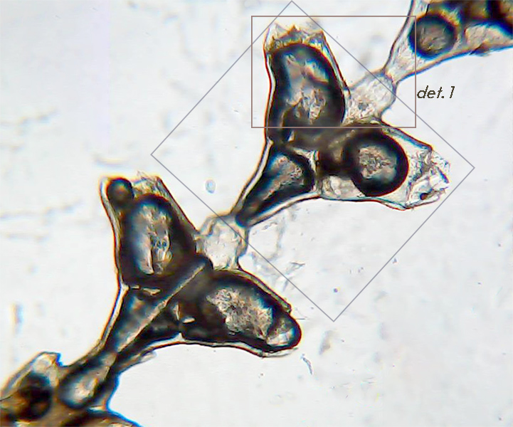 Sertularia perpusilla (?) - Mareggiata Dic.2019 - SA4