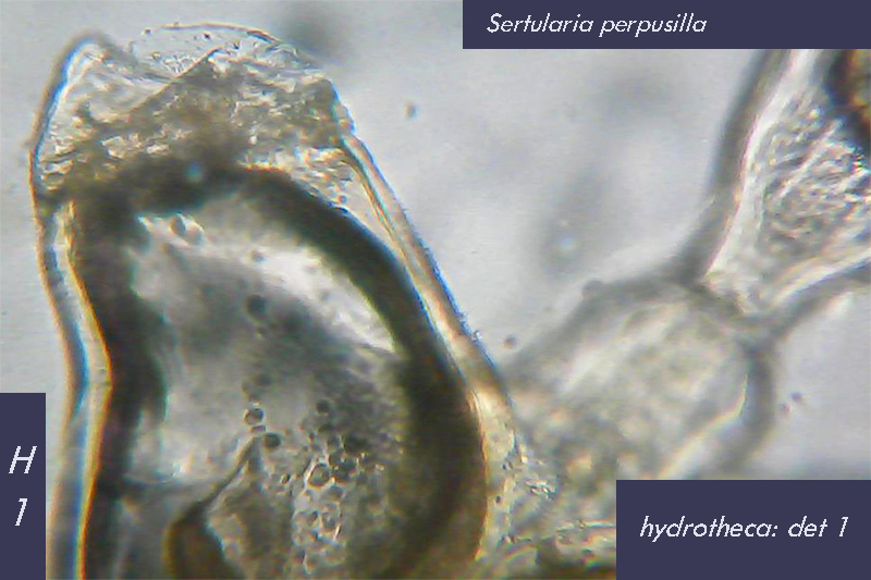 Sertularia perpusilla (?) - Mareggiata Dic.2019 - SA4