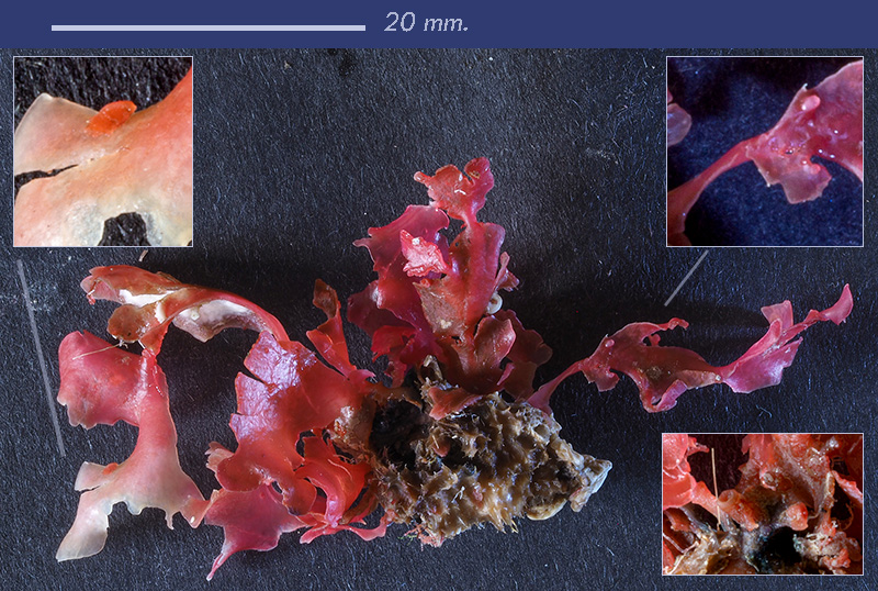 Criptonemia lomation (?) - Mareggiata Dic.2019 - S11